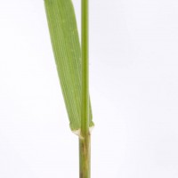 Perennial Rye-grass